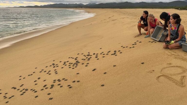TORTUGAS2