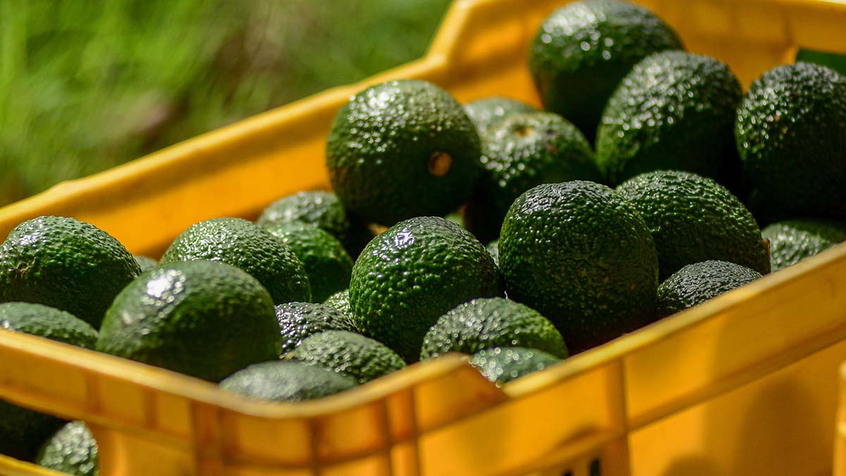 aguacate