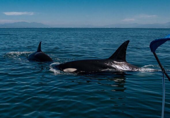 ORCAS