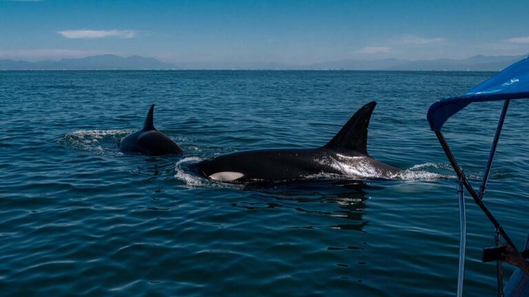 ORCAS