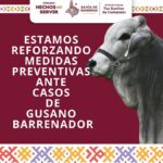 BARRENADOR