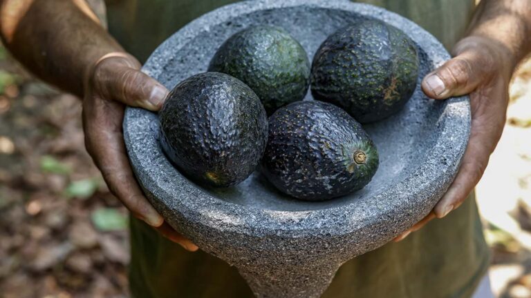 GUACAMOLE3