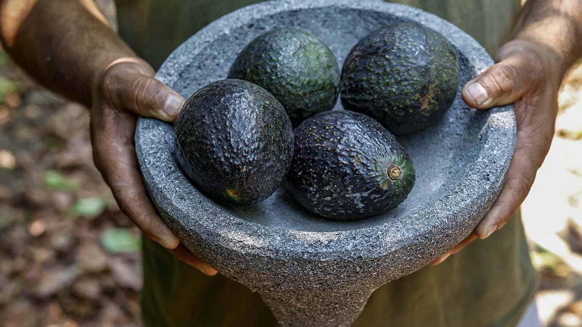 GUACAMOLE3
