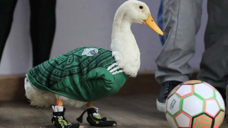 pato