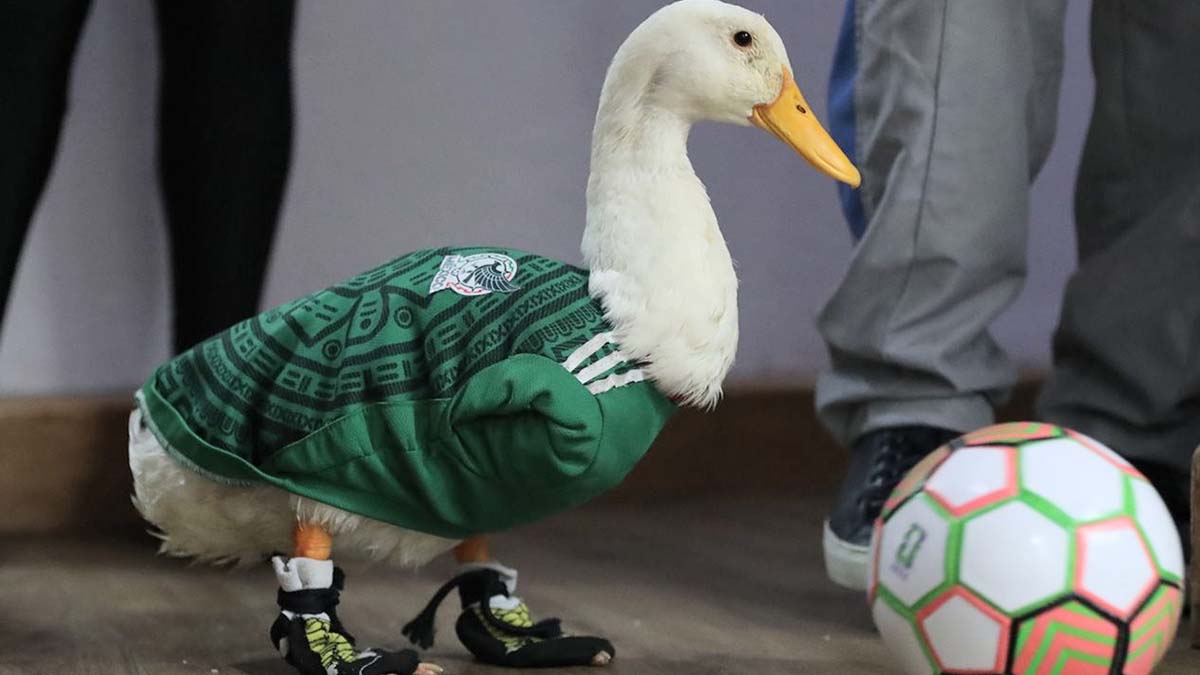 pato