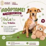 adopción