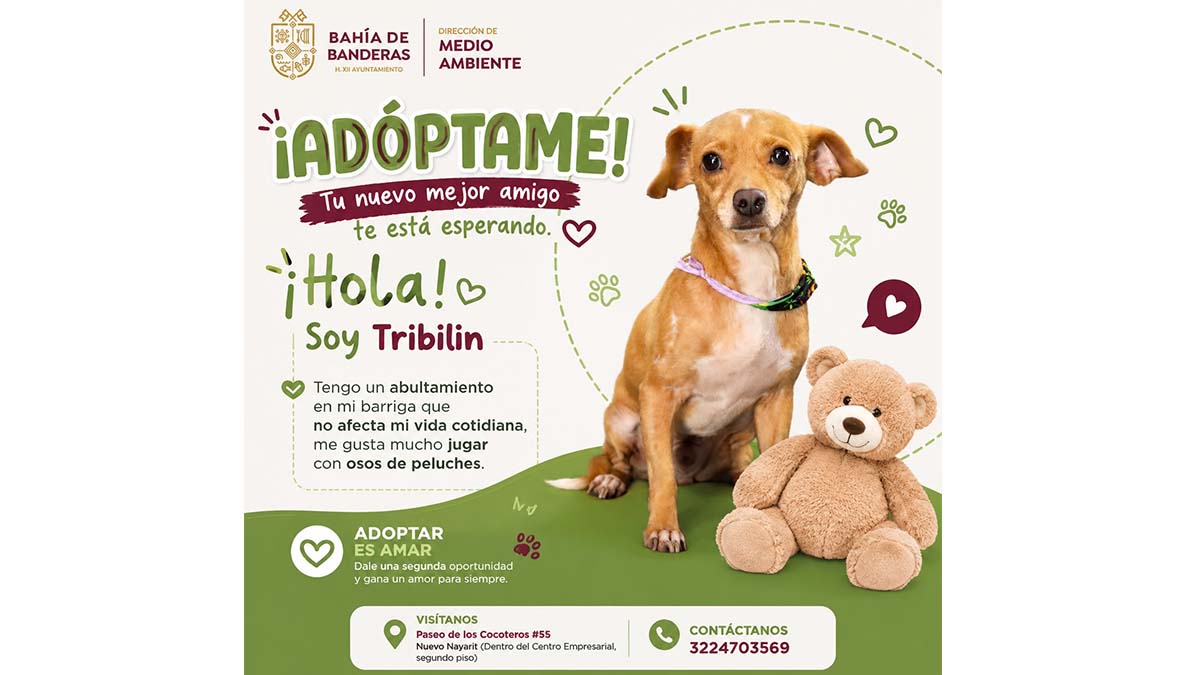 adopción