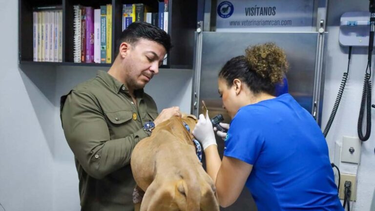 perros