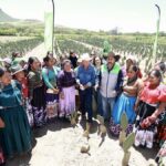 NOPALES