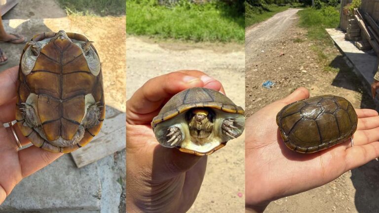 TORTUGA3