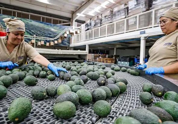 aguacate