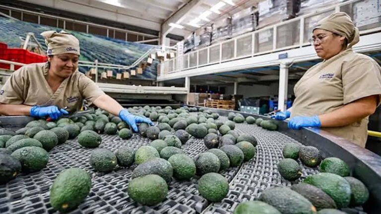 aguacate