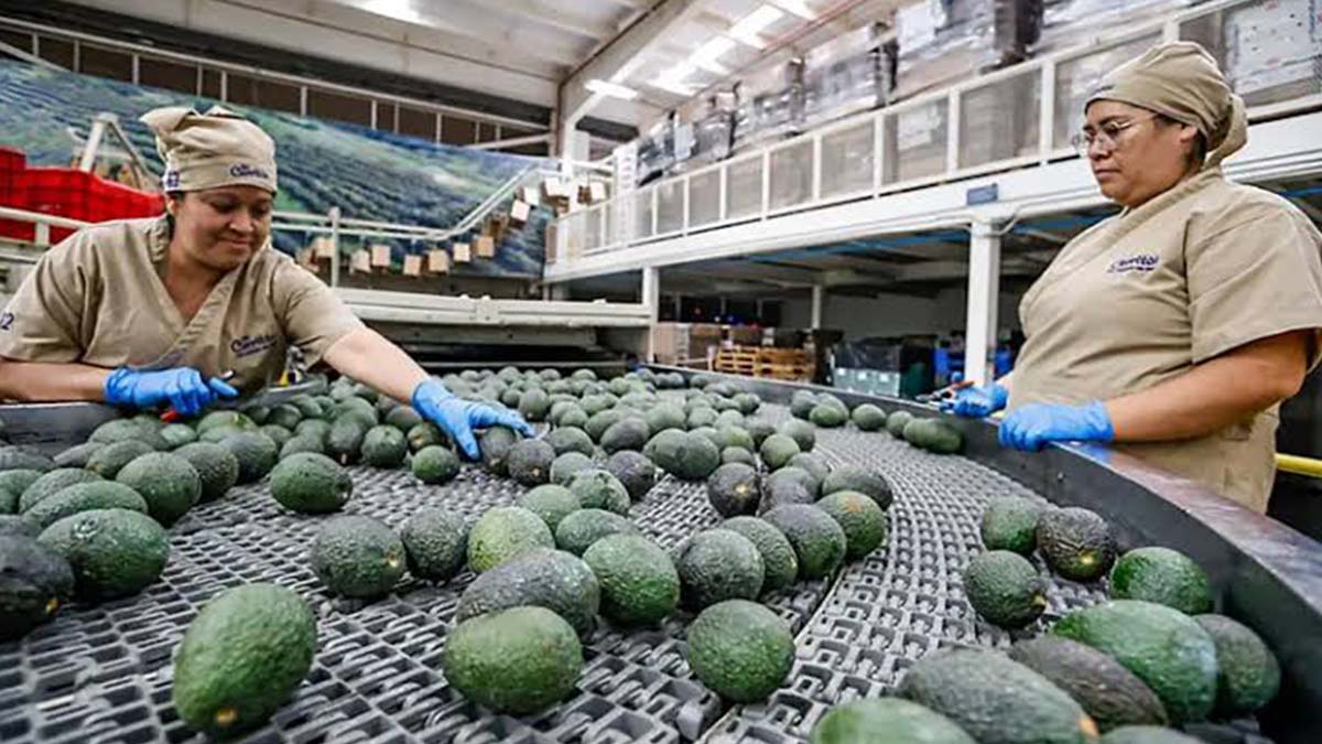 aguacate