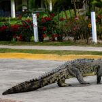 cocodrilo