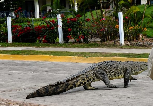 cocodrilo