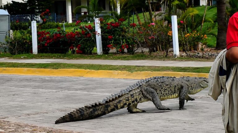 cocodrilo