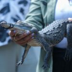 cocodrilo