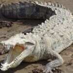 COCODRILOS2
