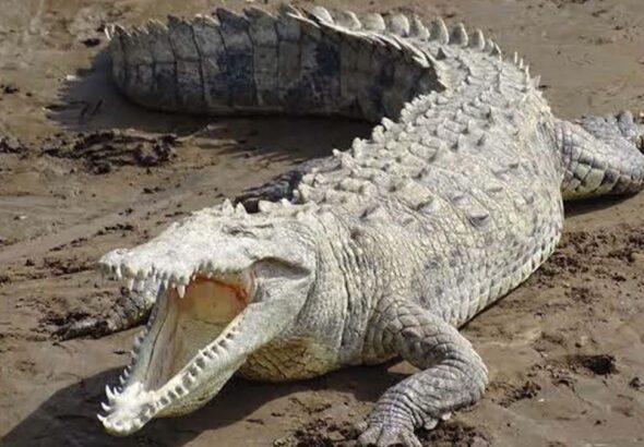 COCODRILOS2