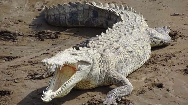 COCODRILOS2