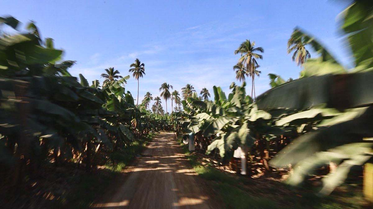PLÁTANO
